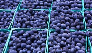 Exportaciones de arándanos chilenos cayeron 9% en la temporada 2021/2022