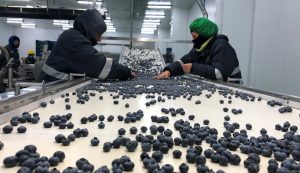 Exportaciones peruanas de alimentos a EEUU crecieron 8% en 2021