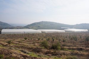 Invernaderos automatizados para cambiar la estacionalidad de las hortalizas