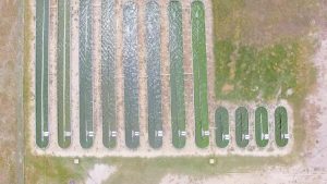 Proyecto que usa microalgas para descontaminar ganó premio internacional