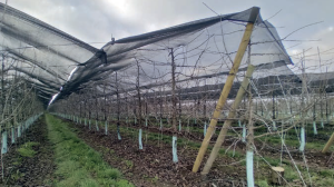 El receso invernal en cerezos