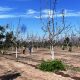 Daños asociados a las aplicaciones de aceite y cianamida hidrogenada en nogal