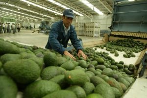 Paltas, ¿oro verde?