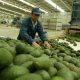 Paltas, ¿oro verde?