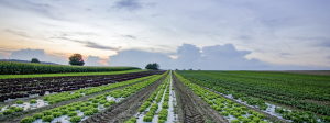 Investigadores presentan recomendaciones para una política pública sobre el uso de films plásticos en agricultura