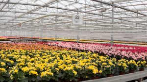 San Valentín: comercio electrónico será un importante aliado del sector floricultor