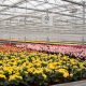 Colombia: envíos de flores sumaron US$1,393millones a noviembre