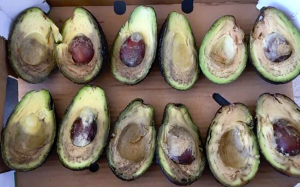 Prospección de la composición mineral de paltas de Mala y Buena condición