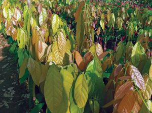 Investigación en cacao abre un horizonte para optimizar el manejo del cadmio