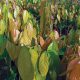 Investigación en cacao abre un horizonte para optimizar el manejo del cadmio