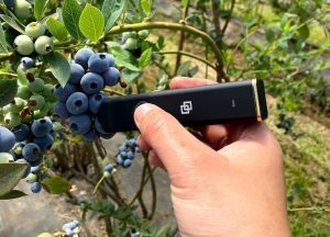 Investigadores desarrollan tecnología para monitorear arándanos sin necesidad de manipularlos