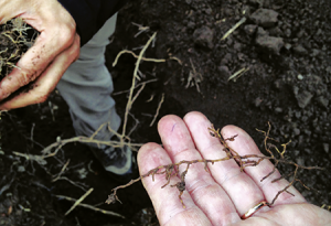 “Cuando la hembra del ‘nematodo de los cítricos’ entra a la raíz, entonces ya está establecida”