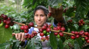 Más de 556.000 familias caficultoras se verán beneficiadas con la nueva Cédula Cafetera