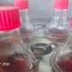 Usan capsaicinoides para formular bioinsecticidas para quinua y maca