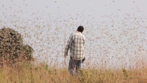 Colombia: activan protocolo para el control de la langosta llanera