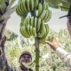 Perú ya no corre solo en la producción de banano orgánico