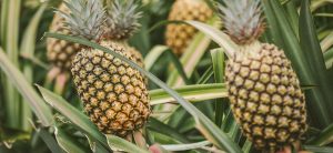 Piñas: investigadores identifican hoja que revela el estado nutricional del fruto