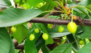 Influencia de la carga frutal sobre la calidad de las cerezas