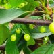 Influencia de la carga frutal sobre la calidad de las cerezas