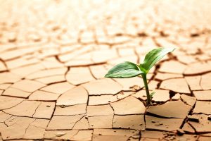 Tecnología e innovación: claves para enfrentar la crisis alimentaria y escasez hídrica