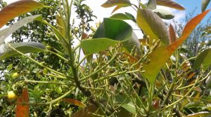 Yemas de calidad,  frutas de calidad