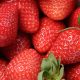 Exportaciones de fresas peruanas llegan a cifra récord tras saltar 45% en lo que va de año