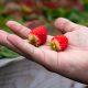 SAG autoriza primeras plantas de frutillas tratadas con fosfina