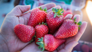 UC Davis trabajará en el mejoramiento de frutillas gracias a subvención