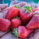 UC Davis trabajará en el mejoramiento de frutillas gracias a subvención