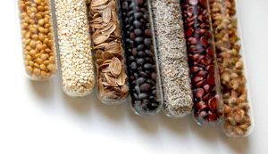 Bancos de germoplasma en Chile cuentan con 34 mil registros de diversas especies vegetales