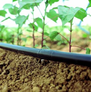 27 de julio: Riego deficitario y su aplicación en frutales