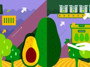 Con gran éxito dio inicio el segundo Curso de Aguacate Hass en Colombia