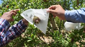 Las claves con que AIB superó agresiva plaga de pulgón en granados