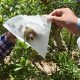 Las claves con que AIB superó agresiva plaga de pulgón en granados