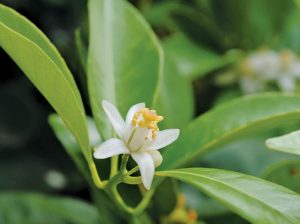 Bioestimulantes, reguladores de crecimiento y manejo de raíces en cítricos