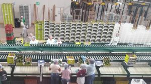 Hass Colombia, mayor capacidad de proceso para dar respuesta a una demanda creciente