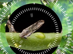 Inminente presencia en Perú del vector que transmite el HLB