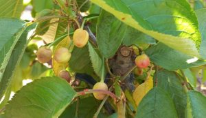 Cereceros alertan impacto en producción por fuerte caída de frutos