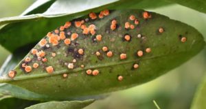 Hongos controlan la mosca blanca en el norte de Florida