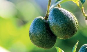 Futuro con sabor a  aguacate Hass