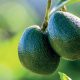 Futuro con sabor a  aguacate Hass