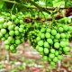 Doble cosecha y producción orgánica de uva de mesa en Piura