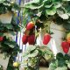 Cultivo sin suelo, la ‘receta’ para tener altas producciones en fresa