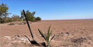 Plantan las primeras palmeras datileras reproducidas in vitro del país en medio del desierto