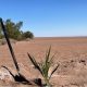Plantan las primeras palmeras datileras reproducidas in vitro del país en medio del desierto