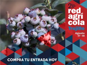 Tendencias y novedades técnicas en la producción de arándanos