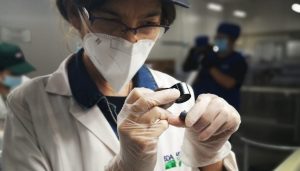 Exportación de arándanos a EE.UU. con Systems Approach se contrae en 10%