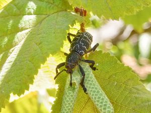 El mal sabor de boca que podría acabar con una de las plagas más peligrosas para avellanos de Chile