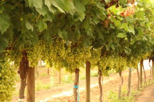 INIA-G4: la aventura y desafío de posicionar una nueva variedad de uva