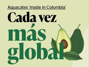 Aguacates ‘made in Colombia’, cada vez más global